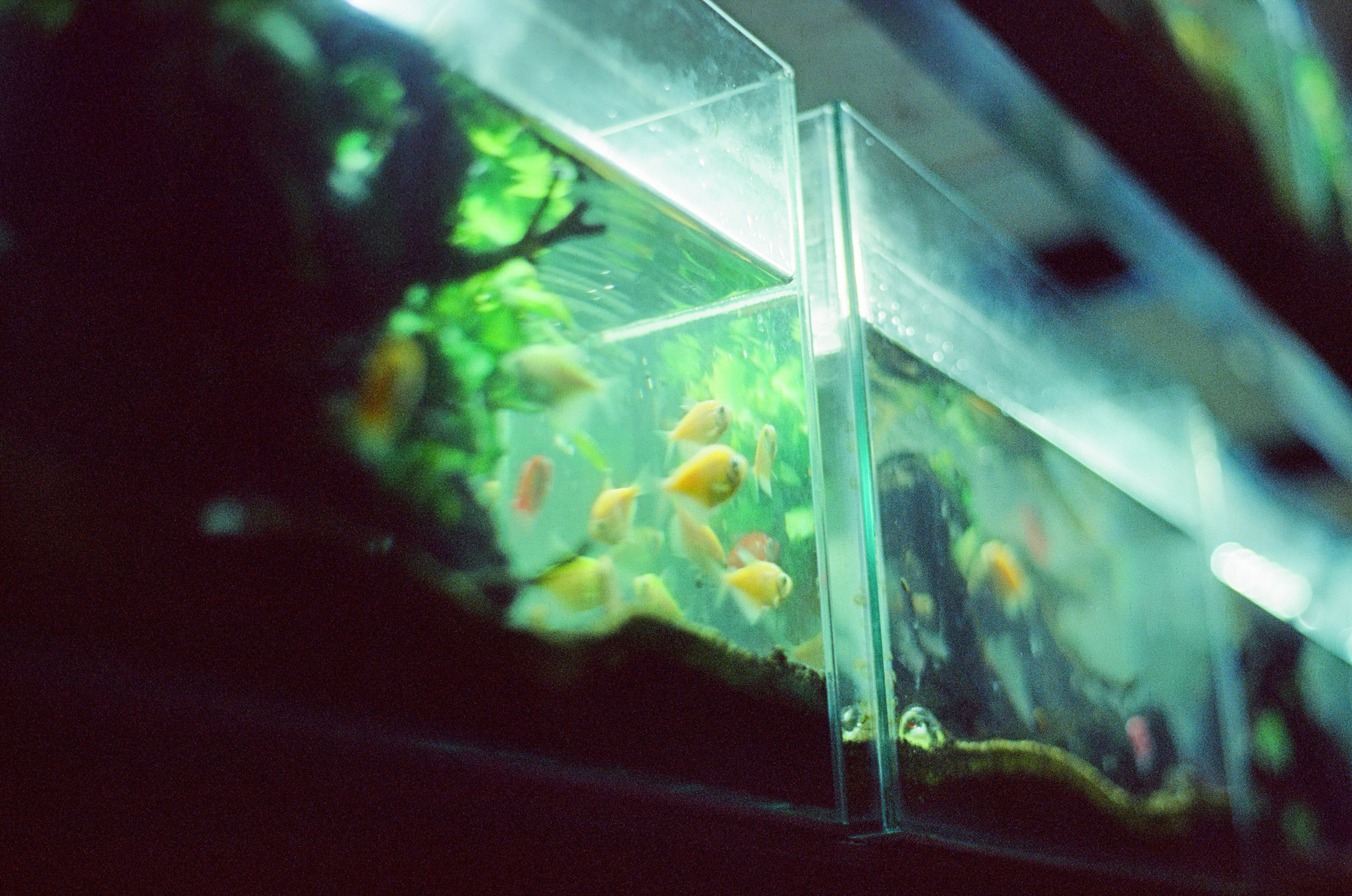 Aquarium aus Acrylglas mit Algenbelag an der Innenwand